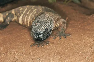 Wildlife Photography Mexico Drucke: Beaded Lizard (heloderma horridum)