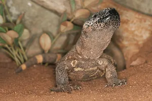 Mexican Wildlife Drucke: BEADED LIZARD (heloderma horridum)