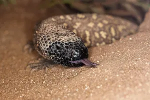 Schuppenechse (Heloderma horridum)