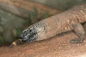 Lepidosauria Species Photos Drucke: BEADED LIZARD (heloderma horridum)