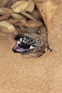 Latin America Reptiles Drucke: BEADED LIZARD (heloderma horridum)
