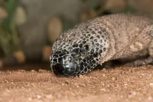 Mexican Wildlife Drucke: BEADED LIZARD (heloderma horridum)