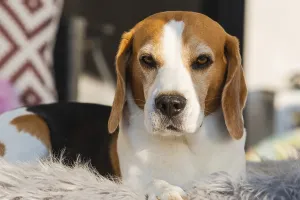 Purebred Dogs Europe Drucke: A beagle with a serious expression
