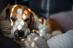 Scent Hound Dogs Drucke: Beagle lying down with a content expression