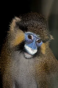 African Animal Photos Drucke: Bearded monkey or moustached guenon (cercopithecus cephus)