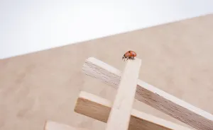 Wildlife Beetle Images Drucke: Beautiful photo of red ladybug walking around objects