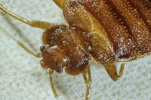 Cimex Lectularius Drucke: Bed bug (Cimex lectularius)