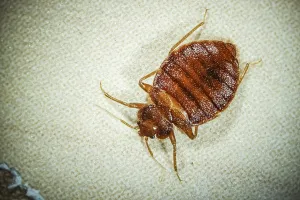 Kleiner Bettwanzen (Cimex lectularius)