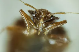 Deserted Habitat Wildlife Drucke: Bed bug (Cimex lectularius)