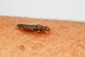 True Bug Images Drucke: Bed bug (Cimex lectularius)