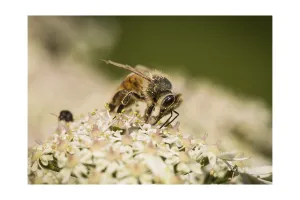 Bee Wildlife Photography Drucke: Bee
