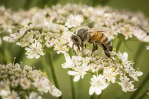 Fauna In Natural Environment Drucke: Bee