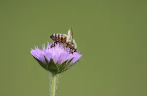 Yellow Flower Seed Head Drucke: Bee