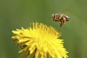 Deserted Flower Drucke: Bee
