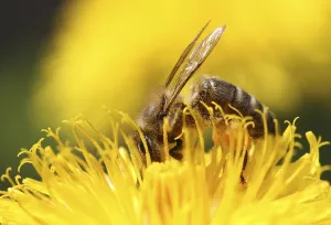 Deserted Flower Drucke: Bee