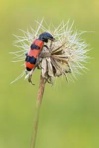 Gerahmter Druck : Bienenkäfer (Trichodes apiarius)