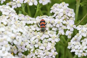 Insect Fauna Images Drucke: Bee beetle (Trichodes apiarius)