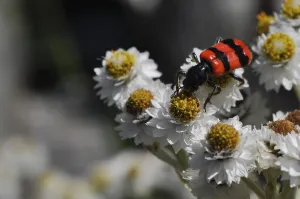 Bee Beetle Drucke: Bee beetle (Trichodes apiarius)