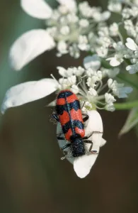 Bienenkäfer (Trichodes apiarius)