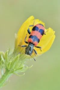 Bee Beetle Drucke: Bee Beetle (Trichodes apiarius)