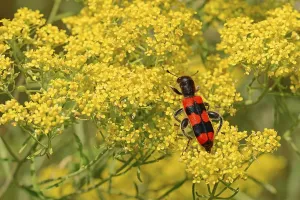 Bee Beetle Drucke: Bee beetle (Trichodes apiarius)