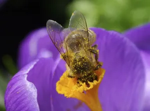 Spring Awakening Nature Scene Drucke: Bee in crocus