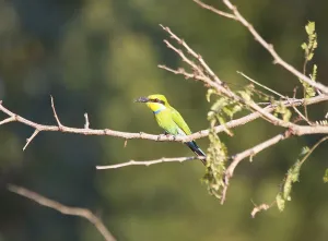 Colorful Wild Animals Drucke: Bee-eater
