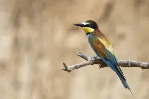 Young Animal Care Drucke: Bee-eater
