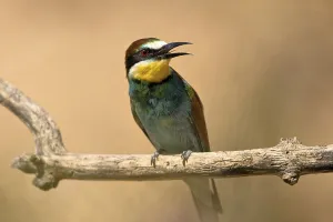 Rock Face Landscape Photo Drucke: Bee-eater