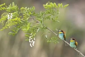 Deserted Cliff Landscape Photo Drucke: Bee-eater