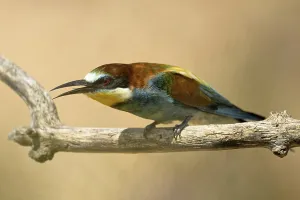 Attentive Bird Behavior Drucke: Bee-eater