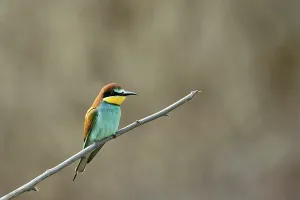 German Wildlife Animal Drucke: Bee-eater