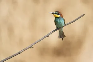 Breeding Season Wildlife Drucke: Bee-eater