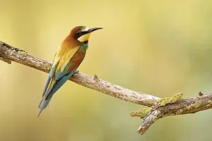 Nesting Site Europe Drucke: Bee-eater