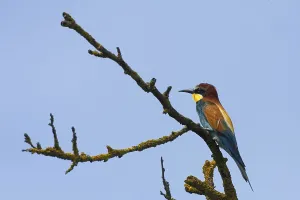 Insect Eating Birds Drucke: Bee-eater