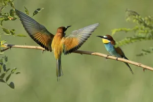 Bird Perched On A Branch Drucke: Bee-eater