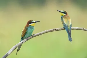 European Bee Eater Habitat Drucke: Bee-eater (also called merops apiaster) on a branch