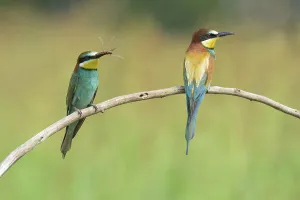 No People Wildlife Pictures Drucke: Bee-eater (also called merops apiaster) on a branch
