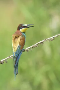 Tree Branch Wildlife Drucke: Bee-eater (also called merops apiaster) on a branch