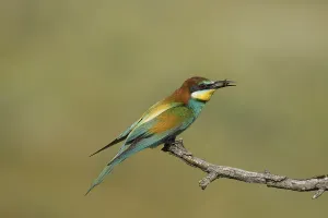Empty Countryside Drucke: Bee-eater (Merops apiaste)