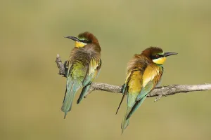 Hungarian Countryside Scenery Drucke: Bee-eater (Merops apiaste)