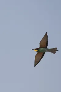 Bird Of Prey Flying Drucke: Bee-eater (Merops apiaste)