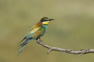Hungarian Countryside Scenery Drucke: Bee-eater (Merops apiaste)
