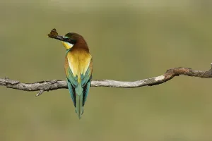 Hungarian Wildlife Drucke: Bee-eater (Merops apiaste)