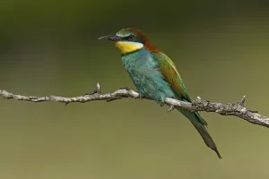 Open Air Bird Photography Drucke: Bee-eater (Merops apiaste)