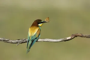 Hungarian Wildlife Drucke: Bee-eater (Merops apiaste)