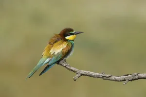 Hungarian Wildlife Drucke: Bee-eater (Merops apiaste)
