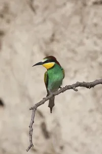 Natural Environment Photoshoot Drucke: Bee-eater (Merops apiaste)