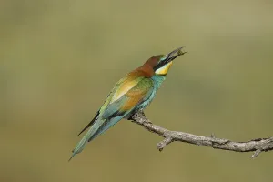 Wild Animal Landscape Photo Drucke: Bee-eater (Merops apiaste)