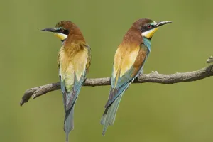 Wild Animal Alertness Drucke: Bee-eater, / (Merops apiaster)